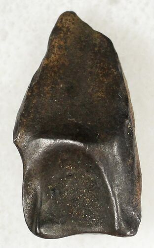Triceratops Shed Tooth - Montana #20581